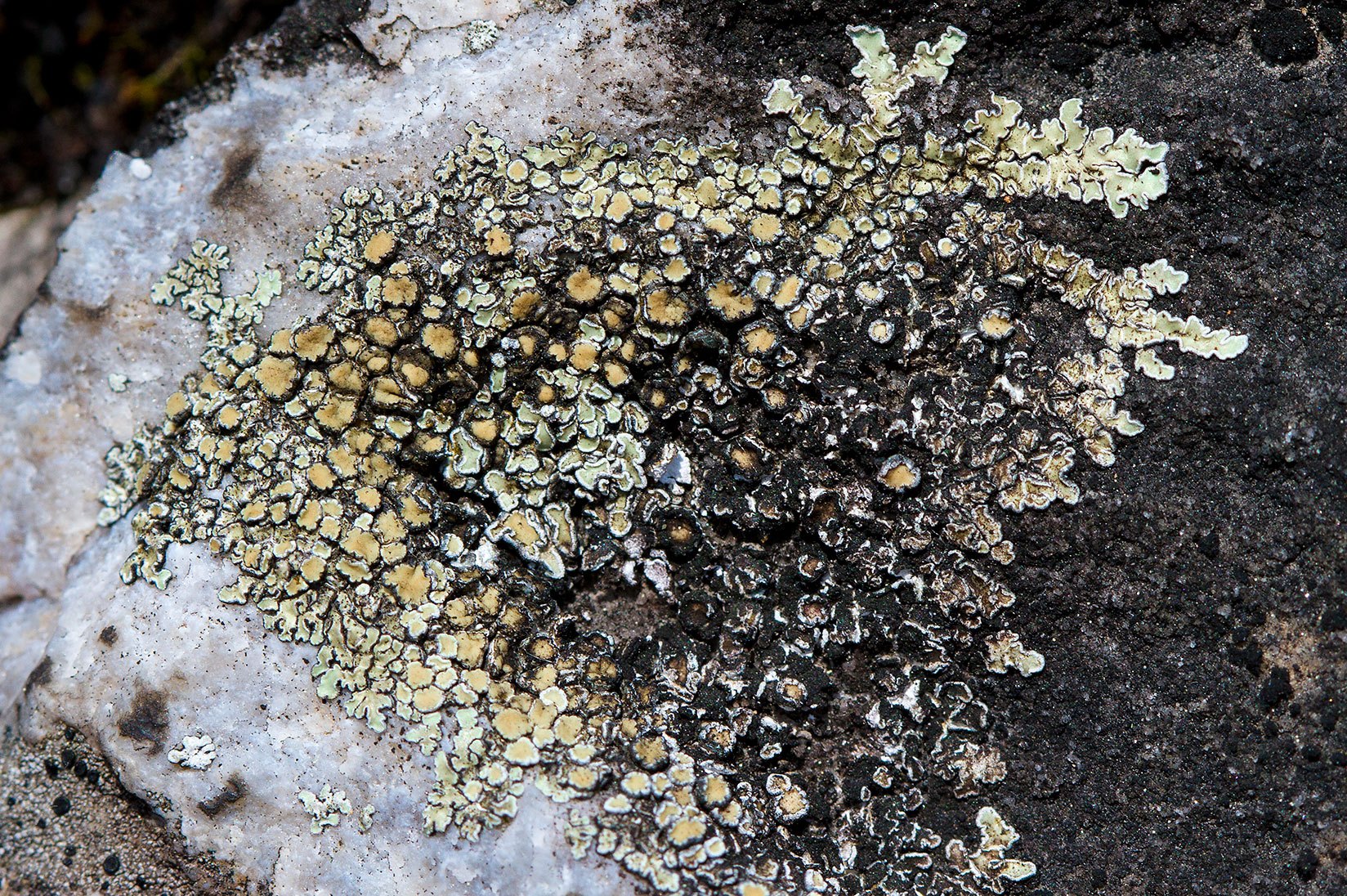 Представитель Семейства Lecanoraceae